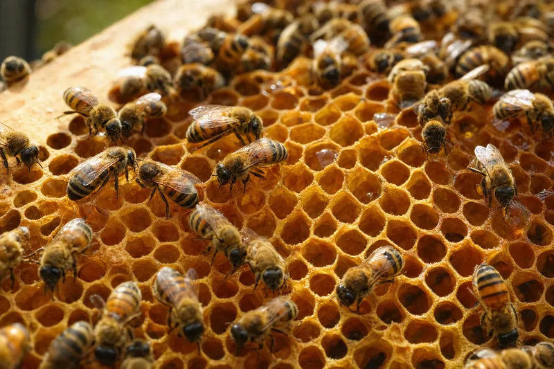 Honeybees on a golden honeycomb frame