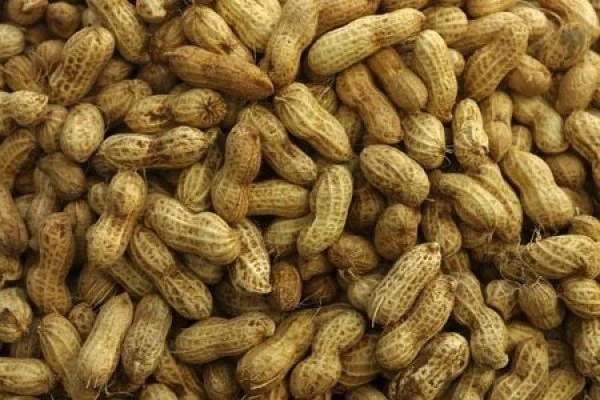 Fresh peanuts in the shell piled high
